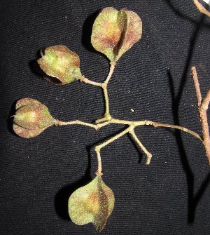  (Grewia paniculata - MG_0353_I)  @11 [ ] CreativeCommons - Attribution Non-Commercial Share-Alike (2015) Megawati Herbarium Bogoriense