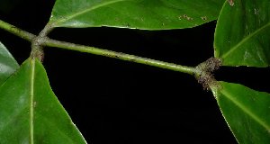  ( - MG_0369_I)  @11 [ ] CreativeCommons - Attribution Non-Commercial Share-Alike (2015) Megawati Herbarium Bogoriense