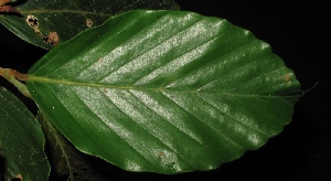  (Dipterocarpus tempehes - XM_0027_H)  @11 [ ] CreativeCommons - Attribution Non-Commercial Share-Alike (2015) Cam Webb, Endro Setiawan & Hery Yanto Arnold Arboretum of Harvard University