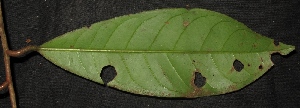  (Horsfieldia bracteosa - XM_0098_H)  @11 [ ] CreativeCommons - Attribution Non-Commercial Share-Alike (2015) Cam Webb, Endro Setiawan & Hery Yanto Arnold Arboretum of Harvard University