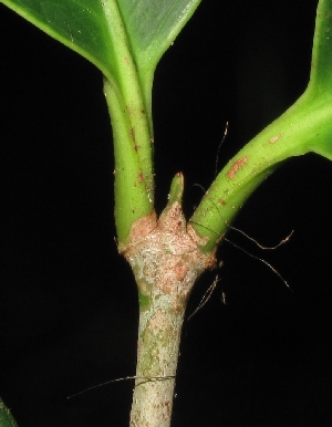  (Ixora elliptica - XM_0219_M)  @11 [ ] CreativeCommons - Attribution Non-Commercial Share-Alike (2015) Cam Webb, Endro Setiawan & Hery Yanto Arnold Arboretum of Harvard University