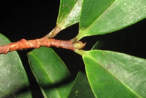  (Erythroxylum cuneatum - XM_0335_M)  @11 [ ] CreativeCommons - Attribution Non-Commercial Share-Alike (2015) Cam Webb, Endro Setiawan & Hery Yanto Arnold Arboretum of Harvard University