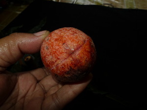  (Horsfieldia sylvestris - XM_0478_K)  @11 [ ] CreativeCommons - Attribution Non-Commercial Share-Alike (2015) Cam Webb, Endro Setiawan & Hery Yanto Arnold Arboretum of Harvard University