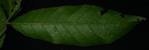  (Erioglossum rubiginosum - XM_0697_L)  @11 [ ] CreativeCommons - Attribution Non-Commercial Share-Alike (2015) Cam Webb, Endro Setiawan & Hery Yanto Arnold Arboretum of Harvard University