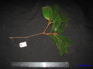  (Lithocarpus caudatifolius - XM_0187)  @11 [ ] CreativeCommons - Attribution Non-Commercial Share-Alike (2011) Cam Webb, Endro Setiawan & Hery Yanto Unspecified