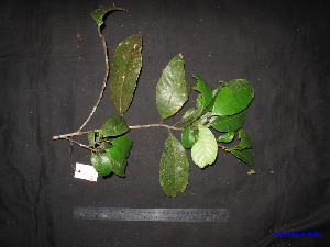  (Artocarpus kemando - XM_0078)  @11 [ ] CreativeCommons - Attribution Non-Commercial Share-Alike (2011) Cam Webb, Endro Setiawan & Hery Yanto Unspecified
