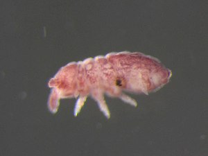  ( - IMPCOLL-01)  @11 [ ] CC-BY-SA (2024) Arnstein Staverlokk Norwegian Institute for Nature Research