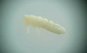  (Protaphorura islandica - PLIM_COLL043)  @11 [ ] CC-NC-SA (2020) NINA NINA