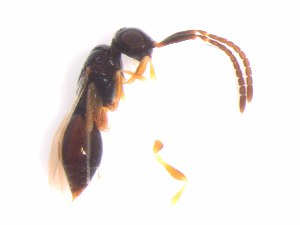  (Conostigmus punctipes - IMPCOLL-45)  @11 [ ] CC-BY-SA (2024) Arnstein Staverlokk Norwegian Institute for Nature Research