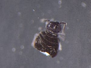  (Sminthurinus alpinus - IMPCOLL-63)  @11 [ ] CC-BY-SA (2024) Arnstein Staverlokk Norwegian Institute for Nature Research