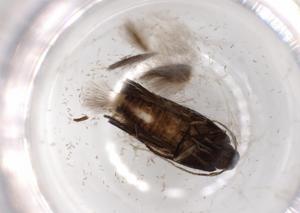  ( - BIOUG52074-H04)  @11 [ ] CreativeCommons - Attribution (2020) Centre for Biodiversity Genomics Centre for Biodiversity Genomics