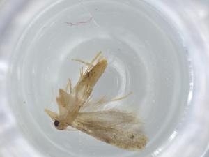  ( - BIOUG59351-H01)  @11 [ ] CreativeCommons - Attribution (2020) Centre for Biodiversity Genomics Centre for Biodiversity Genomics