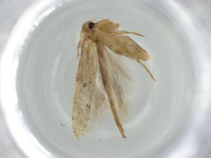  ( - BIOUG57899-A06)  @11 [ ] CreativeCommons - Attribution (2020) Centre for Biodiversity Genomics Centre for Biodiversity Genomics