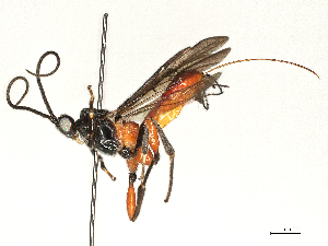  (Aerophilus Sharkey1846 - BIOUG58035-D10)  @11 [ ] CreativeCommons - Attribution Share - Alike (2024) CBG Photography Group Centre for Biodiversity Genomics