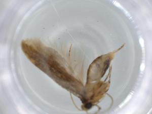  ( - BIOUG59168-H03)  @11 [ ] CreativeCommons - Attribution (2020) Centre for Biodiversity Genomics Centre for Biodiversity Genomics