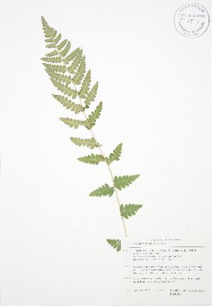  ( - BAR206)  @13 [ ] Copyright (2009) Steven Newmaster University of Guelph BIO Herbarium
