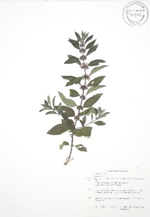  ( - BAR042A)  @11 [ ] Copyright (2009) Steven Newmaster University of Guelph BIO Herbarium