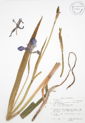  (Iris versicolor - BAR050)  @11 [ ] Copyright (2009) Steven Newmaster University of Guelph BIO Herbarium