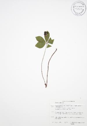  ( - BAR048)  @11 [ ] Copyright (2009) Steven Newmaster University of Guelph BIO Herbarium