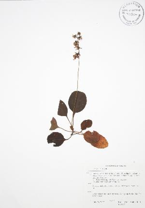  (Pyrola elliptica - BAR047)  @11 [ ] Copyright (2009) Steven Newmaster University of Guelph BIO Herbarium