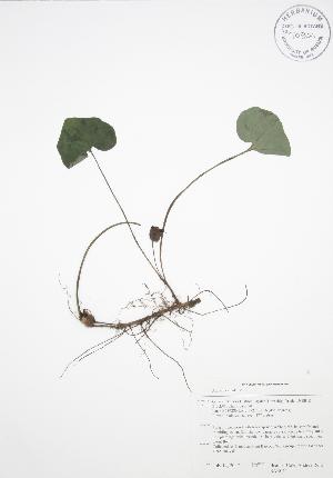  ( - BAR045)  @11 [ ] Copyright (2009) Steven Newmaster University of Guelph BIO Herbarium