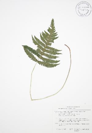  ( - BAR037)  @11 [ ] Copyright (2009) Steven Newmaster University of Guelph BIO Herbarium