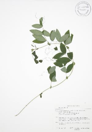  ( - BAR032)  @11 [ ] Copyright (2009) Steven Newmaster University of Guelph BIO Herbarium