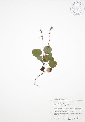  (Orthilia secunda - BAR031)  @11 [ ] Copyright (2009) Steven Newmaster University of Guelph BIO Herbarium