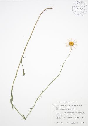  ( - BAR024)  @11 [ ] Copyright (2009) Steven Newmaster University of Guelph BIO Herbarium