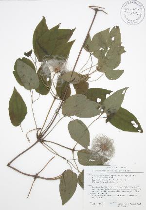  (Clematis occidentalis - BAR022B)  @11 [ ] Copyright (2009) Steven Newmaster University of Guelph BIO Herbarium
