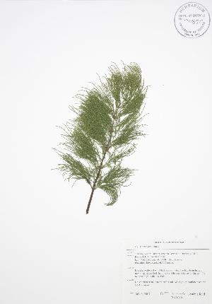 (Equisetum sylvaticum - BAR019)  @11 [ ] Copyright (2009) Steven Newmaster University of Guelph BIO Herbarium