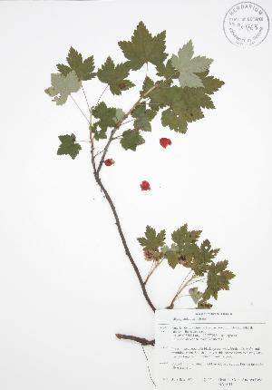  (Ribes glandulosum - BAR011)  @11 [ ] Copyright (2009) Steven Newmaster University of Guelph BIO Herbarium