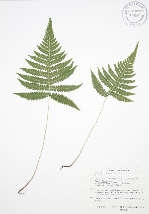  ( - BAR010)  @11 [ ] Copyright (2009) Steven Newmaster University of Guelph BIO Herbarium