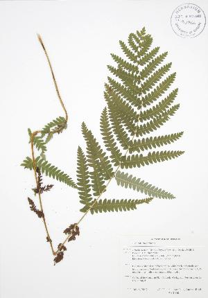  ( - BAR008)  @11 [ ] Copyright (2009) Steven Newmaster University of Guelph BIO Herbarium