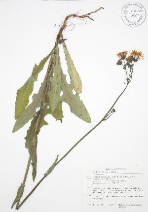  (Sonchus arvensis - BAR004)  @11 [ ] Copyright (2009) Steven Newmaster University of Guelph BIO Herbarium