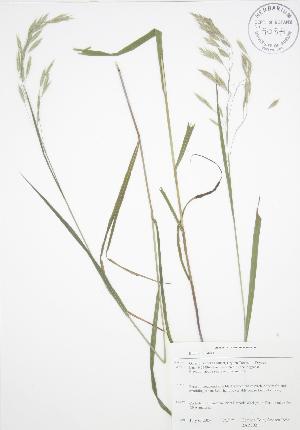  ( - BAR002)  @11 [ ] Copyright (2009) Steven Newmaster University of Guelph BIO Herbarium