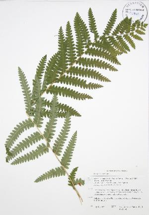  (Osmunda claytoniana - BAR008)  @11 [ ] Copyright (2009) Steven Newmaster University of Guelph BIO Herbarium