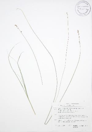  (Carex brunnescens - BAR252)  @11 [ ] Copyright (2009) Steven Newmaster University of Guelph BIO Herbarium