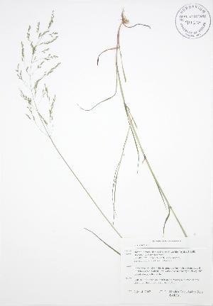  ( - BAR231)  @11 [ ] Copyright (2009) Steven Newmaster University of Guelph BIO Herbarium