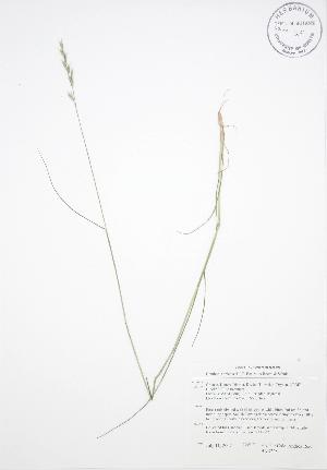  ( - BAR228)  @11 [ ] Copyright (2009) Steven Newmaster University of Guelph BIO Herbarium