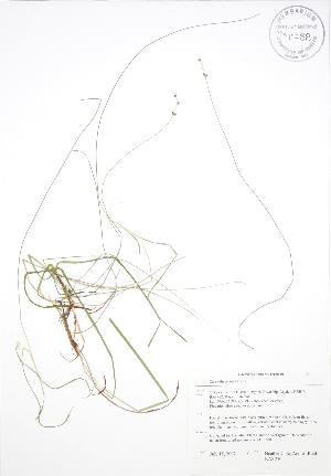  (Carex disperma - BAR250)  @11 [ ] Copyright (2009) Steven Newmaster University of Guelph BIO Herbarium