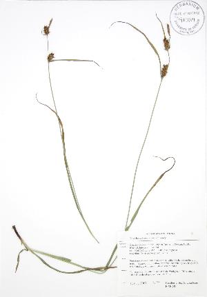  (Carex houghtoniana - BAR249)  @11 [ ] Copyright (2009) Steven Newmaster University of Guelph BIO Herbarium