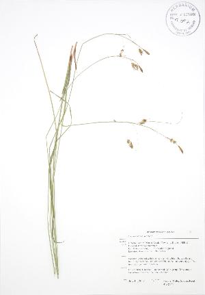  (Carex castanea - BAR246)  @11 [ ] Copyright (2009) Steven Newmaster University of Guelph BIO Herbarium