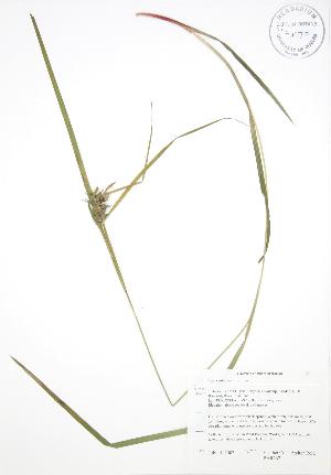  (Carex intumescens - BAR267)  @11 [ ] Copyright (2009) Steven Newmaster University of Guelph BIO Herbarium