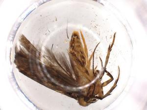  ( - BIOUG52363-A11)  @11 [ ] CreativeCommons - Attribution (2020) Centre for Biodiversity Genomics Centre for Biodiversity Genomics