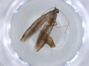  ( - BIOUG58334-C09)  @11 [ ] CreativeCommons - Attribution (2020) Centre for Biodiversity Genomics Centre for Biodiversity Genomics