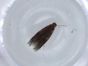  ( - BIOUG58334-E12)  @11 [ ] CreativeCommons - Attribution (2020) Centre for Biodiversity Genomics Centre for Biodiversity Genomics