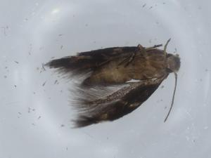  ( - BIOUG58334-H07)  @11 [ ] CreativeCommons - Attribution (2020) Centre for Biodiversity Genomics Centre for Biodiversity Genomics