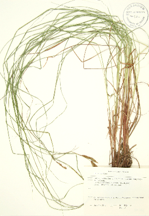  ( - JK 022)  @11 [ ] Copyright (2009) Steven Newmaster University of Guelph BIO Herbarium