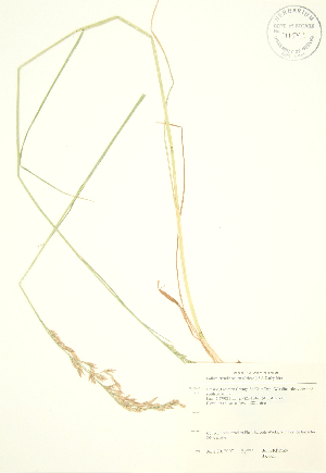  (Lolium arundinaceum - JK 021)  @11 [ ] Copyright (2009) Steven Newmaster University of Guelph BIO Herbarium